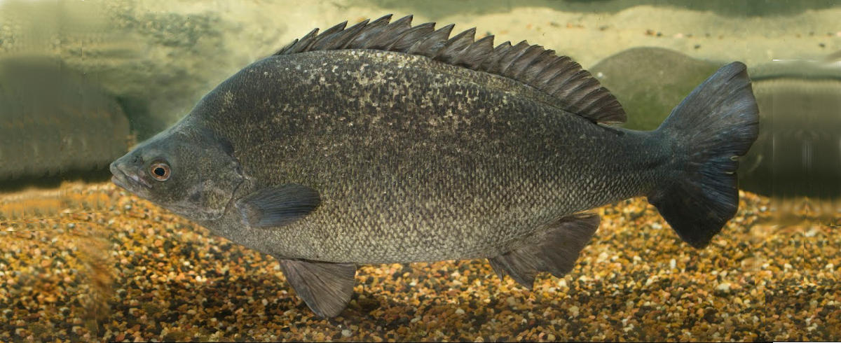 Bidyanus bidyanus
