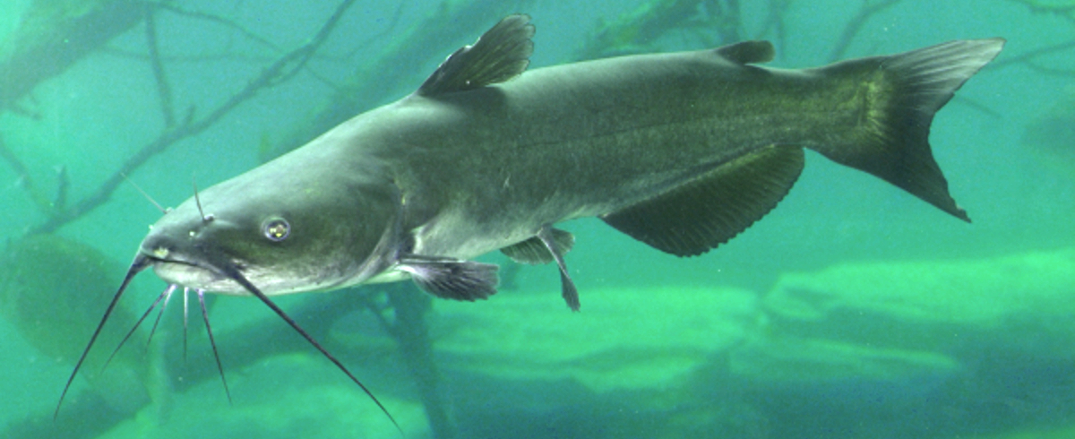 Ictalurus punctatus