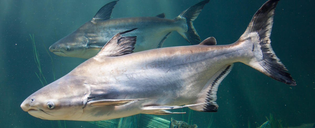 Pangasius sanitwongsei